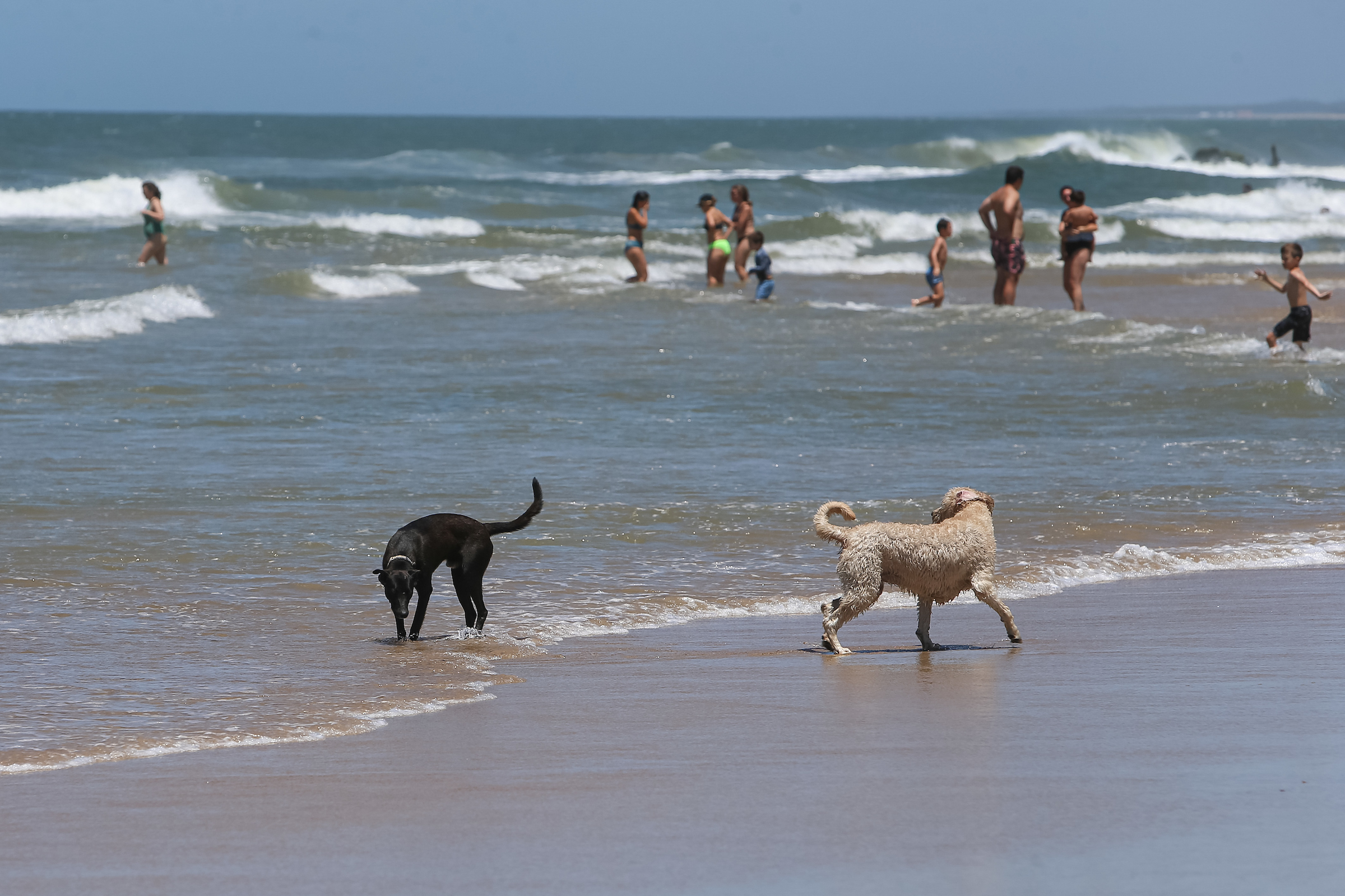 se permiten perros en la playa 6he en wildwood